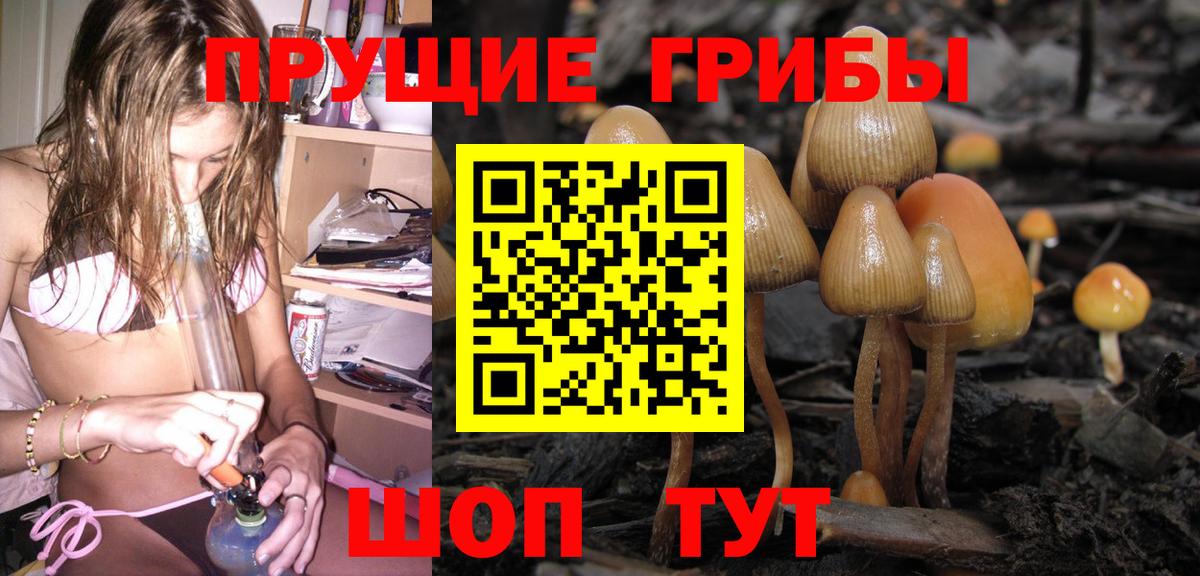 Псилоцибиновые грибы Cubensis Тольятти